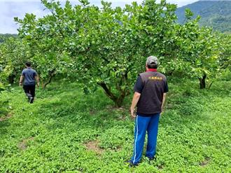 現金救助文旦柚農損遭疑政策買票 花蓮縣府駁：依法辦理