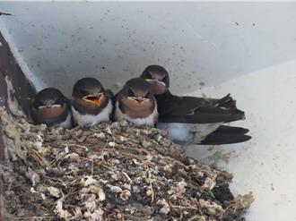 走進黃昏生態盛宴！ 五股濕地賞燕季開跑 相關資訊一次看