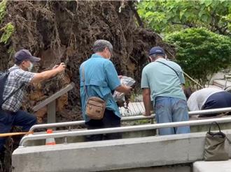 逢甲大學老榕樹壓死學生　檢找樹木專家勘驗「採到褐根病菌」