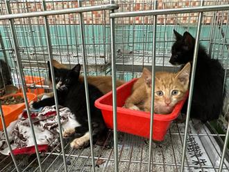 宜蘭收容所被轟「動物煉獄」貓隻處境慘 縣府急澄清