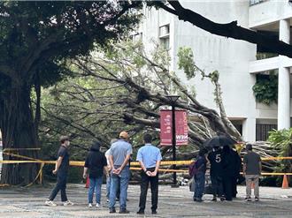 逢甲大學樹倒壓死人引關注 樹藝師憂心一現象：未來恐更多