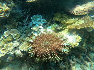 七美珊瑚拉警報！棘冠海星爆量 海保署訂18日第一波移除