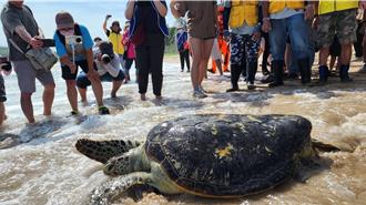 世界海龜日！10隻收容海龜野放澎湖大海