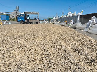 雲縣花生收成 開放194處曬場