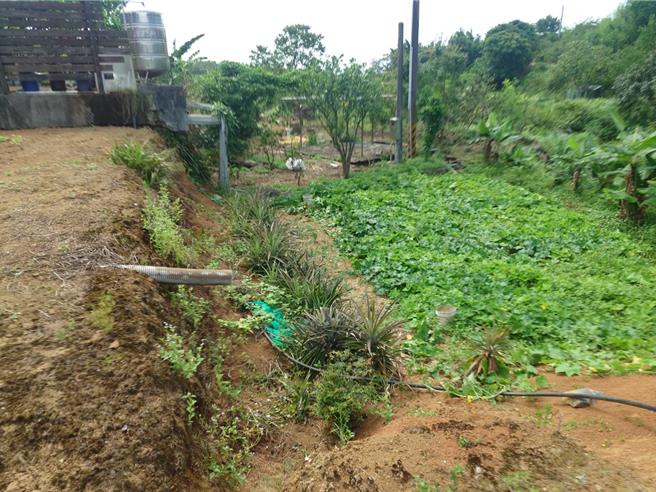 蔡姓老翁被發現倒臥農地無呼吸心跳，送醫急救後仍宣告不治。（淡水警分局提供）