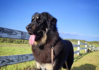 不只比特犬！6大危險犬種須依法防護 違者最重罰15萬