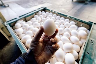 蛋价跌「一堆店坚持卖20元不降」老板吐内幕：不是做功德