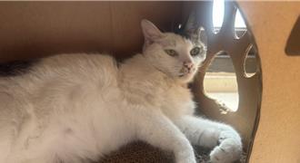 寵物寄養有保障 農業部推定型化契約範本盼降低消費糾紛