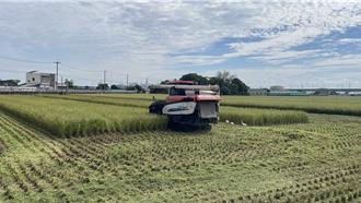 雲林一期稻穀破天荒新高價 百斤上看1170元