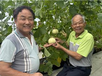 霧峰美濃瓜轉型！農友溫室吊瓜 抗氣候變遷