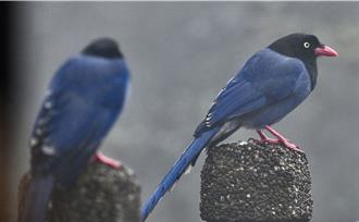 新北蓝鹊护巢凶猛！育雏期攻击事件频传 动保处教自保须知