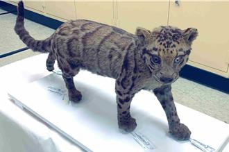 林業署嘉義分署捐逾百件標本給科博館 雲豹標本助數位化研究