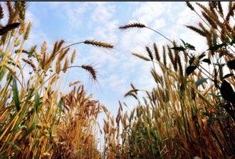 小麥田飛翔猛禽！生態農場友善種植 吸引黑翅鳶捕食
