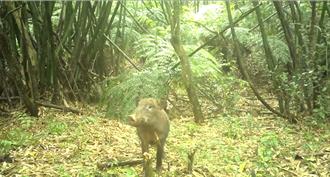 山豬大軍來襲！基隆筍農叫苦連天 一夜損失數十斤