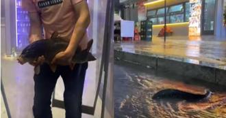 餐廳魚缸因大雨毀損魚群順水出逃 下游燒烤店老闆開心抓魚