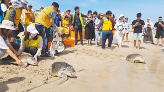 世界海龜日 澎湖野放10隻