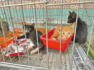 環境差 動物收容所逼哭愛貓族