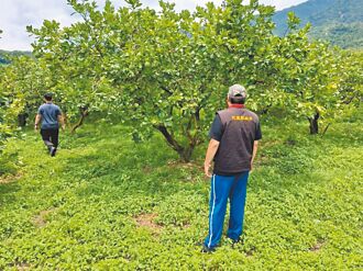 乾旱歉收 花蓮補助文旦柚農