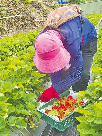 南投 夏天國產草莓 吹合歡山冷氣長大