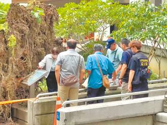 逢甲老榕壓死學生 檢找樹木專家勘驗