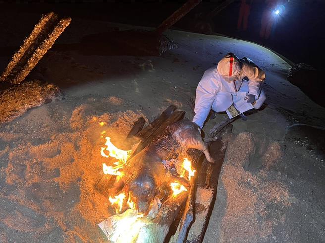 金門金寧慈堤岸際14日發現1隻海漂死亡豬隻，經防疫所採樣後送農業部獸醫研究所檢驗，於17日檢出非洲豬瘟病毒核酸陽性。(圖／金門縣政府提供)
