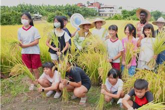 大里区农会食农教育 崇光国小学童体验割稻乐