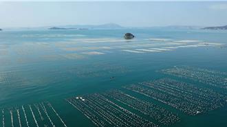 金厦海域变「蚵棚战场」陆船越界养殖 县府建请中央协助