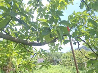 低溫影響酪梨結果率僅1成 彰化列現金救助區域