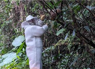 北市68歲捕蜂工人吊掛樹上亡 動保處：死因仍無法確認