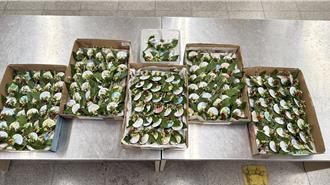 淡水新市國小「獨家」手作胸花 結合校園植物成最美回憶