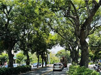 大學路芒果樹歷史看板揭幕 中正大學與民團守護216棵百年芒果樹