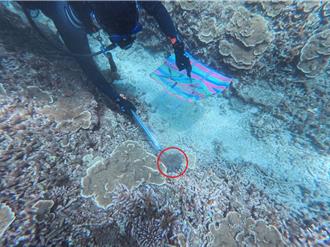 搶救七美珊瑚！「突棘行動」首日清除32隻棘冠海星