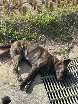 菁寮社區毛孩頻遭毒殺 居民怨公部門無計可施