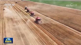 陸三夏小麥大規模機收進度已達96％  科技賦能角色吃重