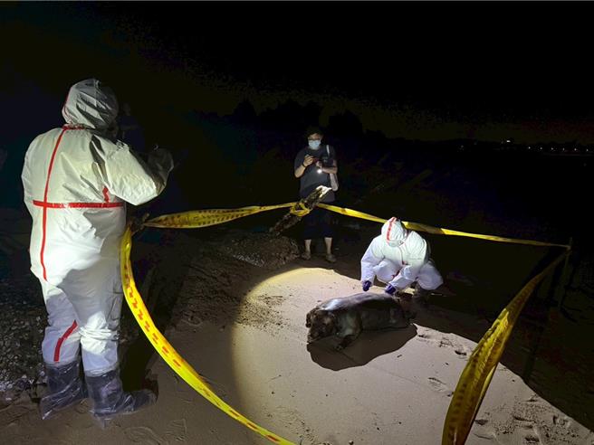 金門岸巡隊14日巡查時，在金寧鄉岸際發現一具漂流豬屍，立即通報金門檢疫站及防疫所，工作人員即時採樣、焚燒及掩埋。（圖／海巡署）