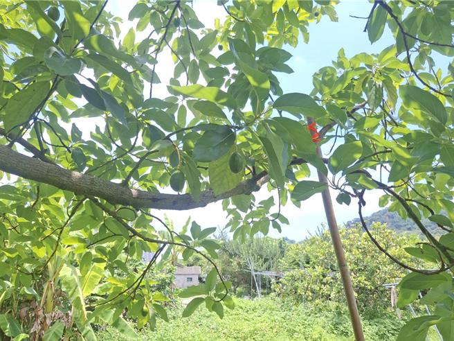 彰化早生種酪梨受今年寒害影響，結果率不到往年1／10，樹上只見稀稀落落的酪梨。（葉靜美攝）