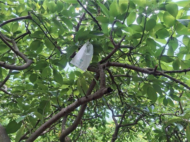 彰化早生種酪梨受今年寒害影響，結果率不到往年1／10，樹上只見稀稀落落的酪梨。（葉靜美攝）