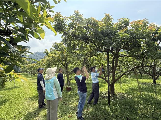 彰化縣政府農業處等單位會勘彰化酪梨園受損情形。（彰化縣政府提供／葉靜美彰化傳真）