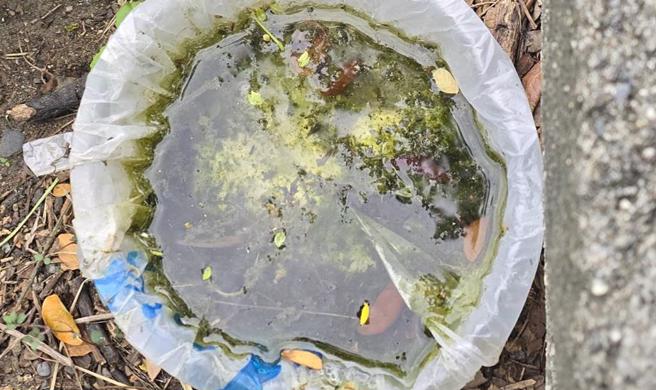 防疫人員針對高風險場域孳生源檢查。（高雄市衛生局提供／林雅惠高雄傳真）