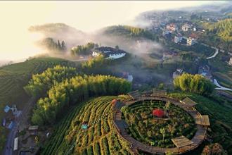 美人茶牽線！海峽兩岸茶文化交流20載 產業鏈產值驚人