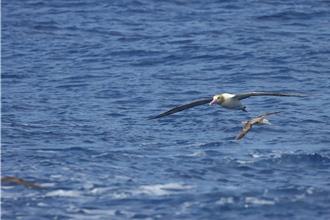 世界信天翁日 海保署倡議四大行動 強化台灣海鳥保育量能