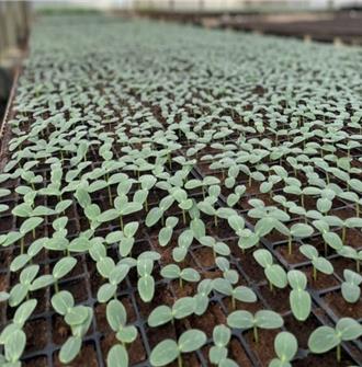 盛夏瓜類苗期易受病害 農業部精準防治助產業升級