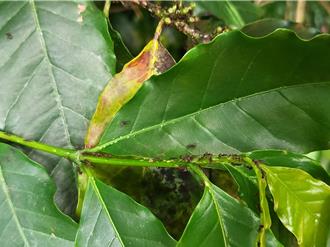 彰化疣胸琉璃蚁从果园入侵民宅 环境部教3招防治