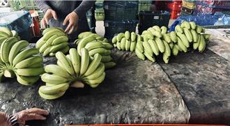 獨家》旗山香蕉價格大跳水 農民叫苦連天
