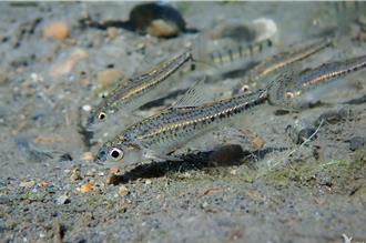 守護瀕危保育巴氏銀鮈 南投啟智院生態池成域外庇護所