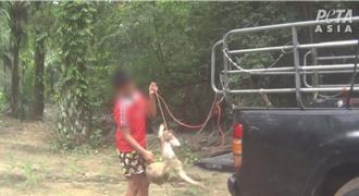 「猴子摘椰」黑幕曝！動團批泰國奴役野生猴 籲消費者抵制
