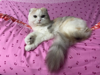 毛孩讀心術》愛貓離世她陷自責泥沼 天使貓一句話解心結