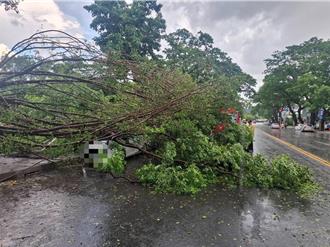 高雄午後驟雨釀路樹倒塌　楠梓學專路小客車無辜遭壓