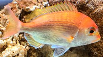 水試所成功育成赤鯮魚苗 突破深海魚蓄養與繁殖瓶頸