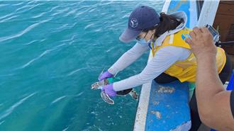 澎湖野放6綠蠵龜幼龜重返大海 裝發報器瞭解覓食棲息路線